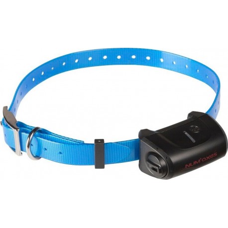 NC Collier seul Canicom 5 avec sangle bleue