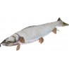 NC Jouet Poisson Pour Chien