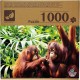 NC Puzzle 1000 pièces Orang-Outan le puzzle