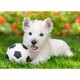 Puzzle Terrier blanc et football