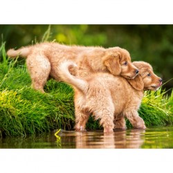 Puzzle Chiots par la rivière, puzzle 60 pièces