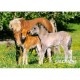 Puzzle Poneys dans la prairie, puzzle 120 pièces