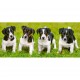 Puzzle Jack Russell Terrier Chiots