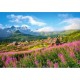 Castorland Puzzle 1000 pièces : Hala Gasienicowa, Tatras, Pologne