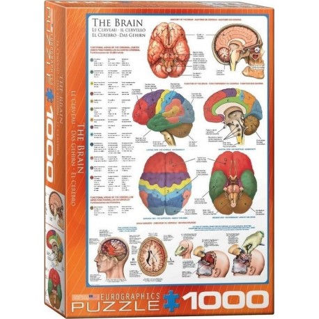 Eurographics Puzzle 1000 pièces : Le cerveau