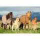 Schmidt Puzzle 200 pièces : Famille Cheval