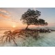 Heye Puzzle 1000 pièces : Mangrove rouge