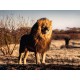 RAVENSBURGER Puzzle 1500 pièces : Lion