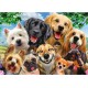 Schmidt Puzzle 500 pièces : Selfie de chiens