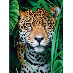 CLEMENTONI Puzzle 500 pièces : Jaguar dans la jungle
